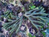 This distinct green alga is frequently found in pools mid to low intertidal. Its common name, Dead Man’s Fingers, comes from its appearance - multiple cylindrical, bloated branches with hair-like projections extending from each ‘finger’ (which is an ephiphytic, red algae).