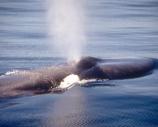 The abundance of krill, a tiny shrimp like creature, often lures the world’s largest animal, the endangered blue whale, into the western Santa Barbara Channel to feed during May through November.