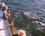 From May to November, off the coast of Santa Rosa Island and in the western channel, visitors may encounter the endangered humpback whales.