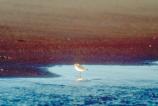 Snowy plovers look for flat, sandy beaches and dunes with little vegetation.