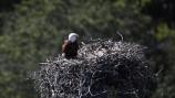 Bald Eagle 1