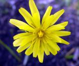 Agoseris glauca (Sunflower Family)