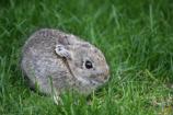 Pygmy Rabbit