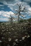 limber pine snag