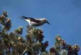 Clarks Nutcracker