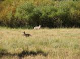 Coyoyes frequently enter the meadow to hunt ground squirrels and other small mammals.