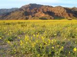 Abundant winter rains caused a spectacular wildflower display in the spring of 2005.