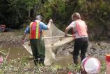 Moving of salmonids from Redwood Creek to install erosion control.