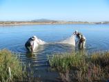 Monitoring fish populations in Crissy Marsh