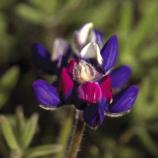 Photo of Sky Lupine, one of the common native flowers that can be found in the Golden Gate National Parks.