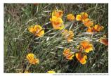 Golden poppies near Fort Barry, c. 1980s.