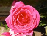 Common name: Rose 'General MacArthur' Scientific name: Rosa Origin: Bred in United States in 1905 Uses: Very fragrant rose that blooms throughout summer. Introduced by E. Gurney Hill Co., named after Arthur MacArthur, the American general.