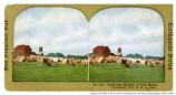 Stereograph of 1906 earthquake survivors' camp at Fort Mason.