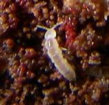 Springtails are so named because they have a tail that they can use to spring forward. They subsist on fungi and bacteria, along with lint and other material people may bring into a cave. Springtails are low on the food chain, feeding on bacteria and fungi, and are the most common animals found in the caves.