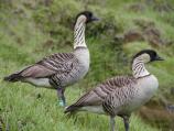 A pair of nene pose so majestically on a grassy hillside.