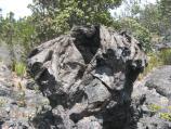 Lava Tree