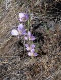 Delicate lavender Mariposa lilies dot the landscape in mid-summer.
