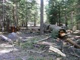 A dead tree lays across a campsite in the Manzanita Lake Campground. Removing trees like this before they fall is part of the current campground project.