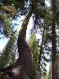 This California Red Fir has been bent by the yearly heavy snowload.