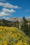 Rubber rabbitbrush blooms alonside the main park road.
