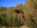 bobcat