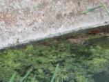 Frogs in Bathtub Spring NY