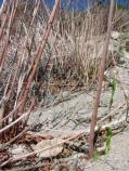 Cane at Beck Spring (aka Cane Seep)