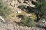 Overview of seeps at Big Hunch Mine