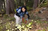 A volunteer helps clear brush near Narada Falls