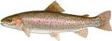 Rainbow Trout/Steelhead
Oncorhynchus mykiss