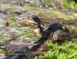 Cascade Frog