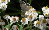 Pearly Everlasting