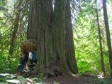 Hikers stand beside a tree on the Big Beaver Trail.