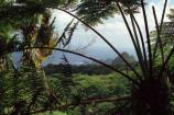 View toward Pola Islands from Tutuila rainforest.