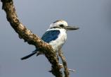 Collared kingfisher at the Pola Islands overlook in the Tutuila portion of the park.