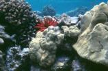 Coral reef with slate pencil urchin, and Porites coral.