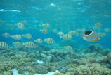 convict surgeonfish, Acanthurus triostegus & saddled butterflyfish, Chaetodon ephippium