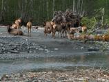 A herd of cows along the Hoh River, Roosevelt elk are common inhabitants of the Hoh rainforest.