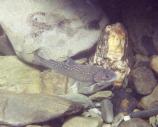 Bull trout, federally listed as a threatened species, in Elwha River.