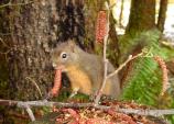 A Douglas squirrel chews on a red alder catkin, claws free, on a stump in the rainforest.