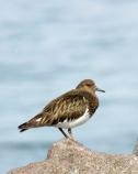 Black turnstone - Olympic National Park