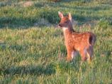 A blacktail fawn grazes in a meadow near Hurricane Ridge