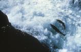 Coho salmon leap over the Salmon Cascades along the Sol Duc River en route to spawn