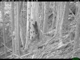 This is the first of a three-image series showing a mother fisher carrying four kits down from her den tree. In this photo, she and her kit are nearing the base of the snag.