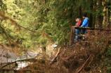 Visitors watch for leaping salmon at the Salmon Cascades overlook in early November