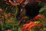 Autumn Elk in the Hoh