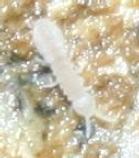 Up-close view of one of the most common, yet endemic, macroinvertebrates found inside Oregon Caves.