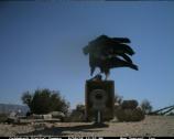 A California condor at Pinnacles National Monument