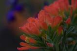Paintbrush in the foreground