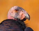 Image of the red, featherless head of a California condor in profile, with feathered shoulders visible.